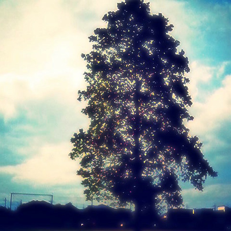 樹