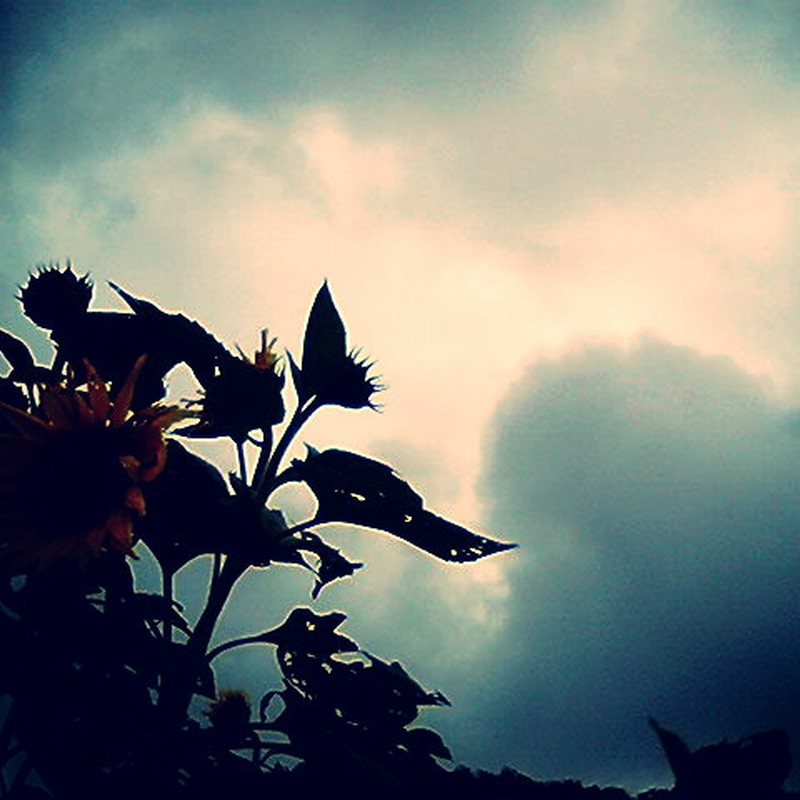 Flower With Dark Cloud