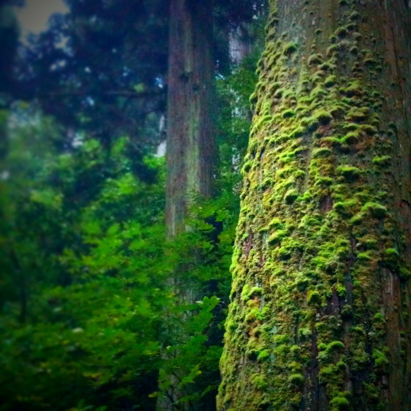 コケ木の森