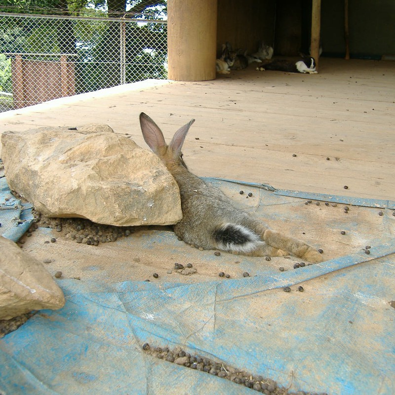 石にもたれかかるウサギ