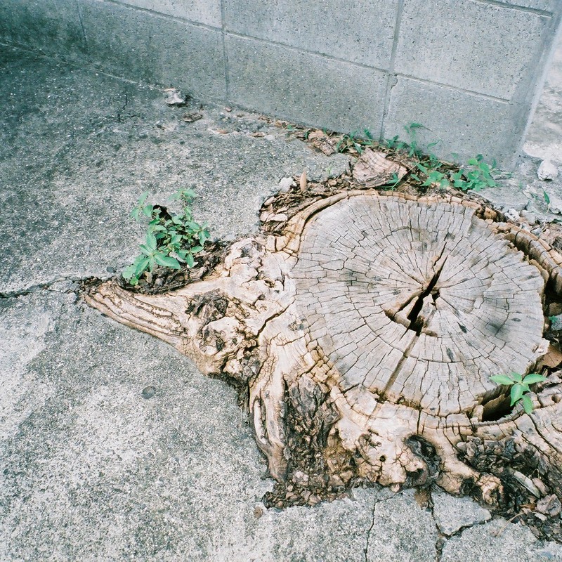 コンクリートから切り株