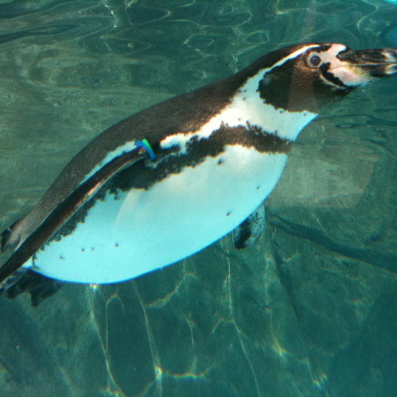 ベスト ショット+*