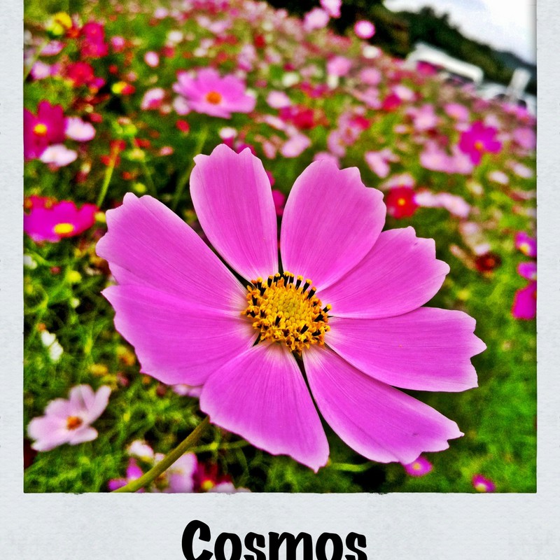 Cosmos (Polaroid ver.)