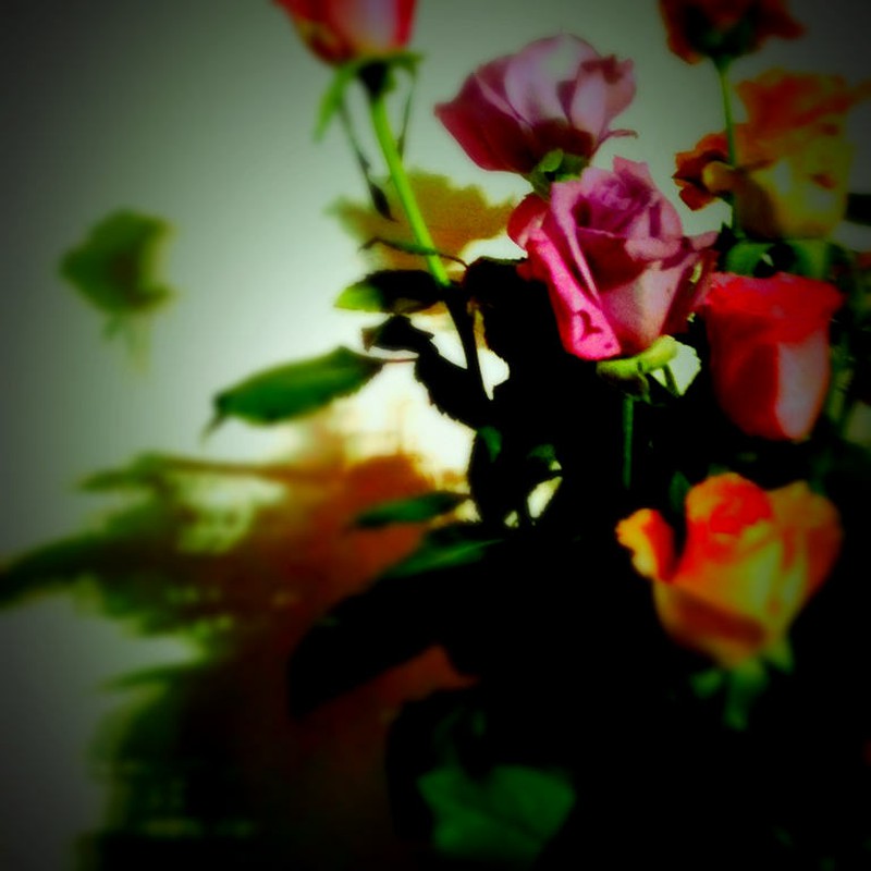 バラの花