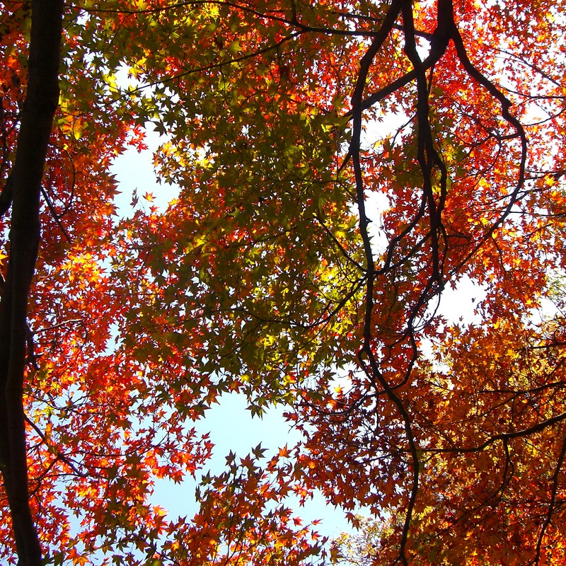 京都、秋