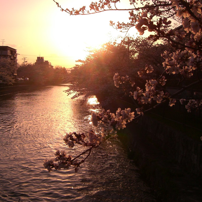 京都、春