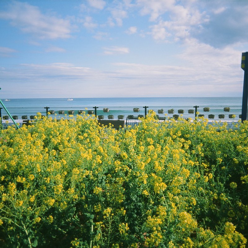 海と菜の花畑
