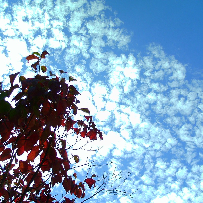 紅葉とうろこ雲