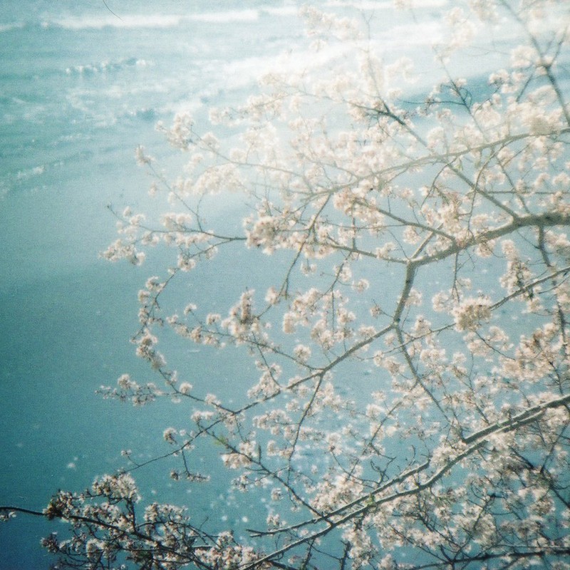 海に桜を、、