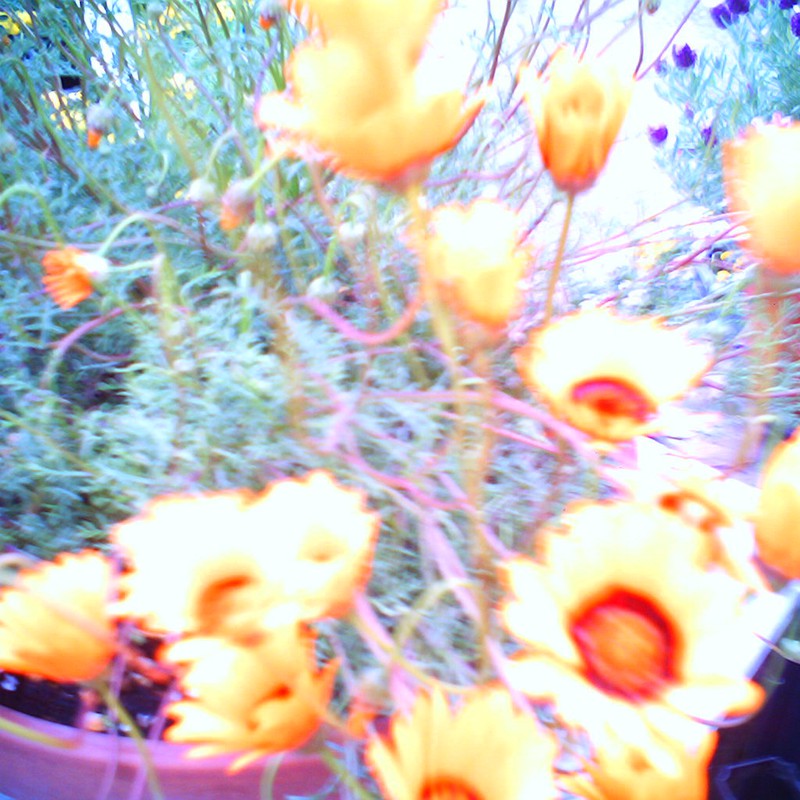 エイプリル・コレクター