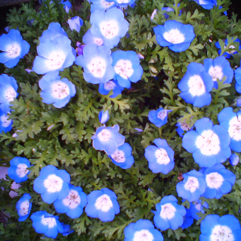 エイプリル・コレクター 2