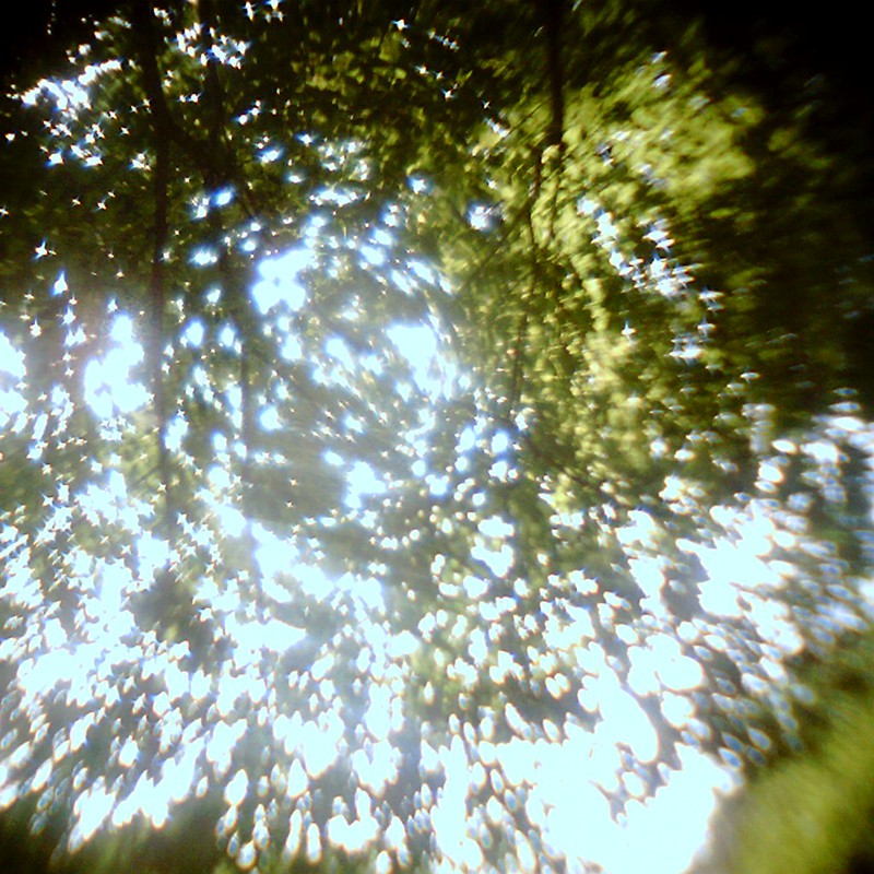 西の森の木漏れ日