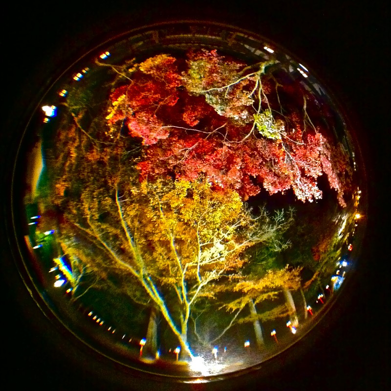 ひよしたいしゃ