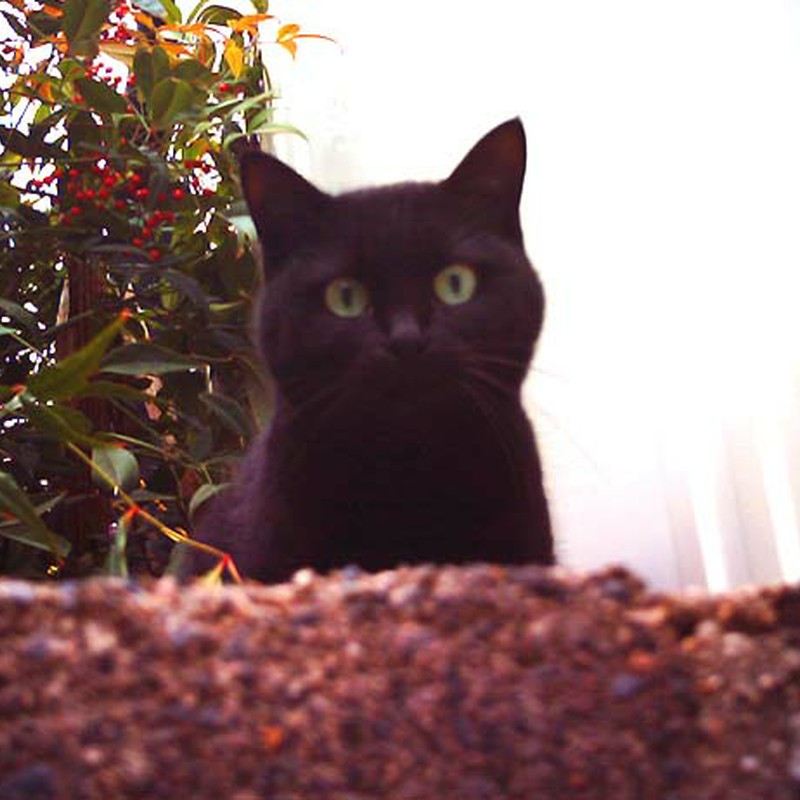 黒猫発見