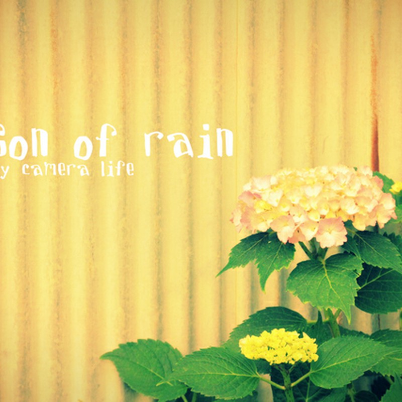 雨の季節