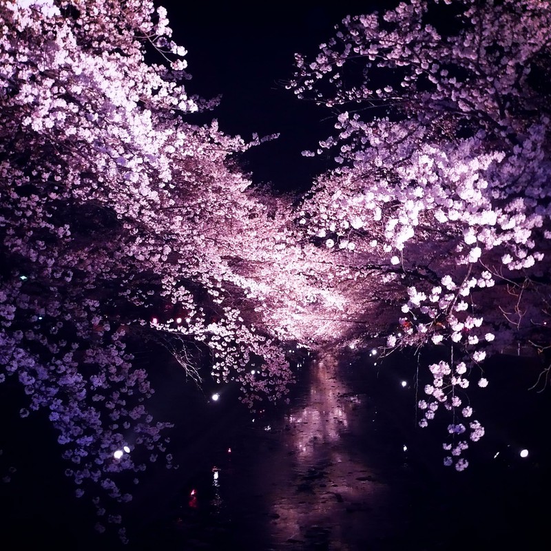夜桜ピンク