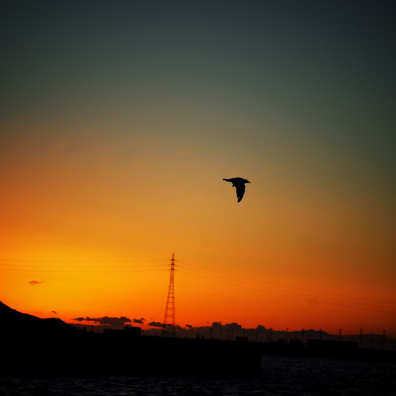 夕景×鳥