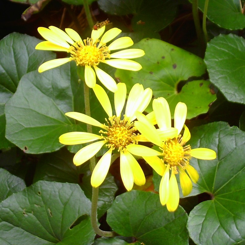 The Bee and The Flower