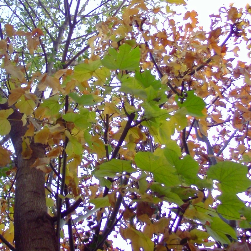 When autumn is coming