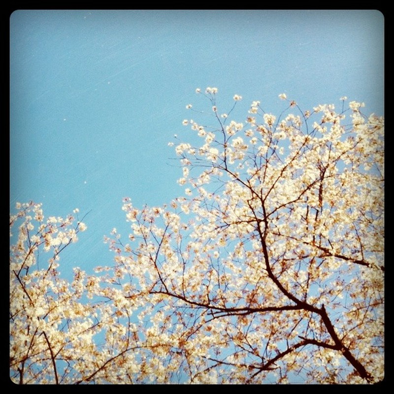 満開の桜空