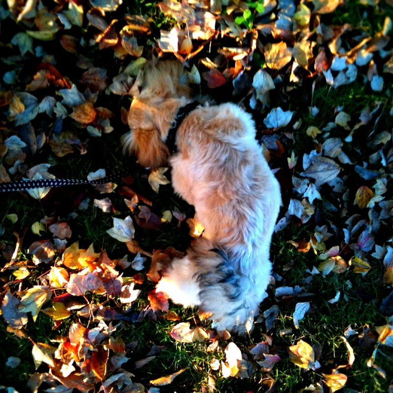 落ち葉と犬。