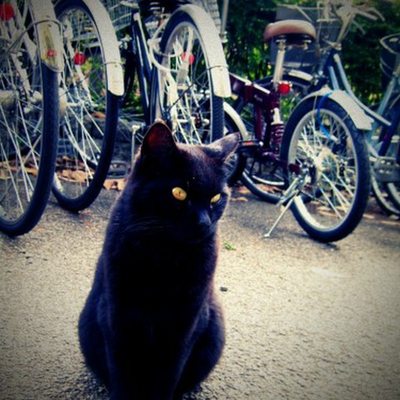 自転車置き場の黒猫