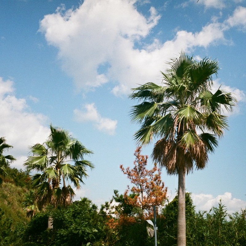 直島の椰子