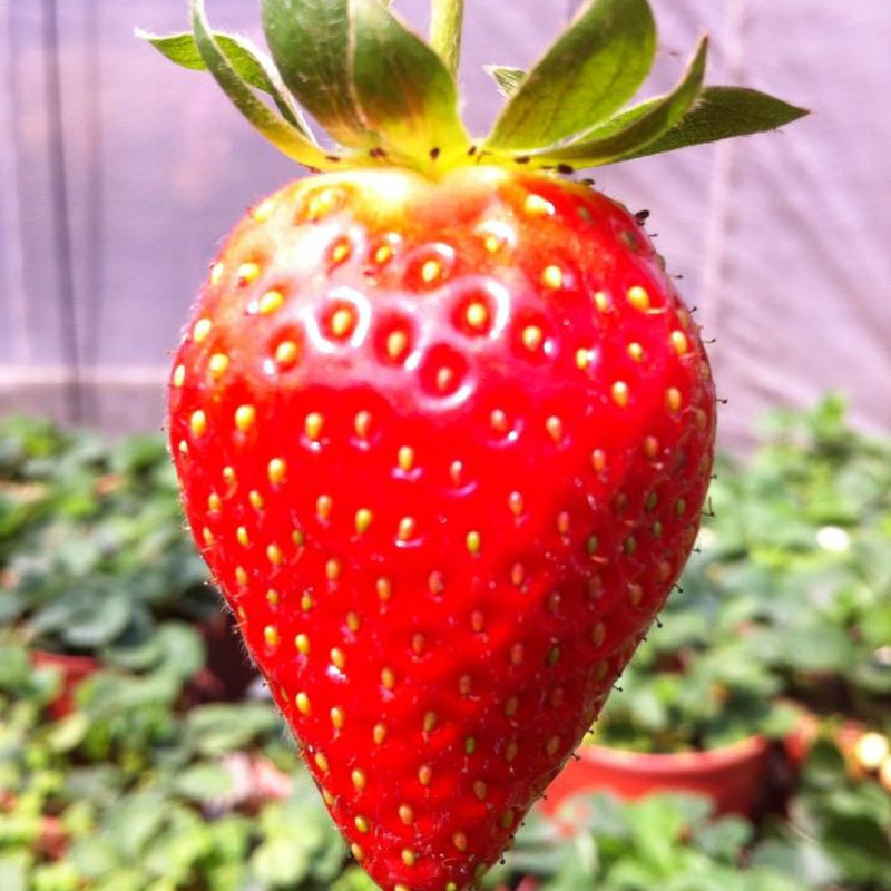 strawberry season