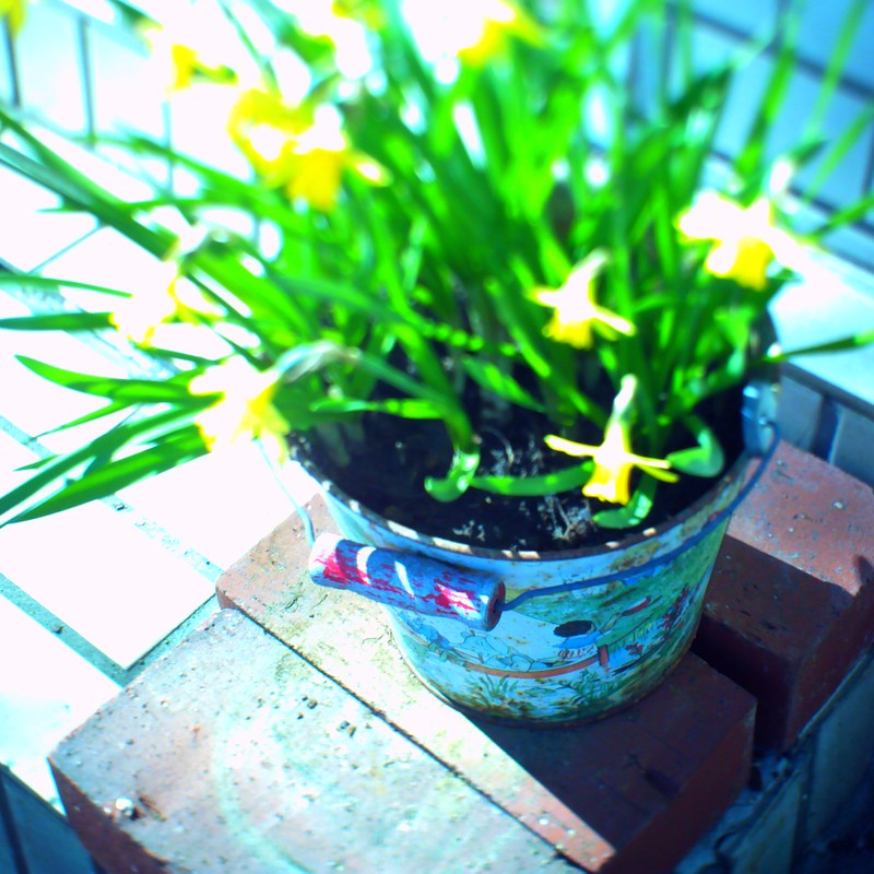 flower pot