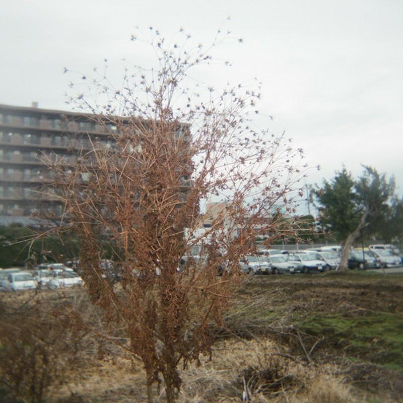 寂しいけど頑張ります