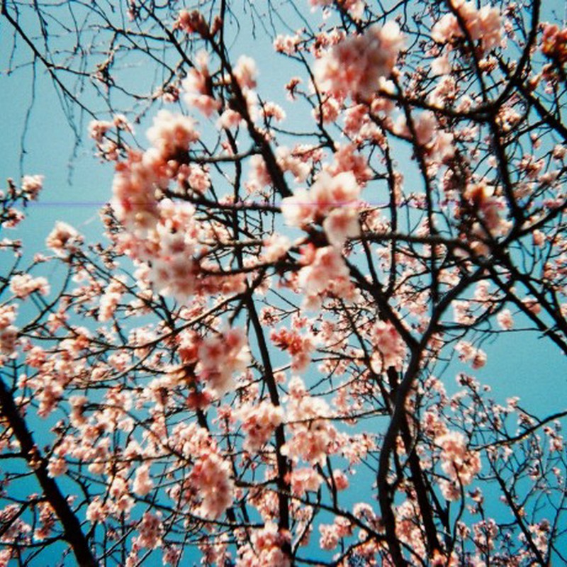 早咲桜