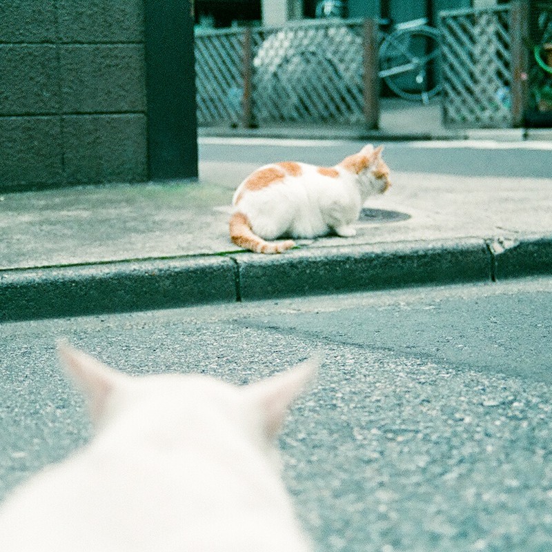 カメラ→猫→猫→？