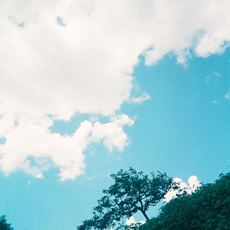 大空を見上げる木
