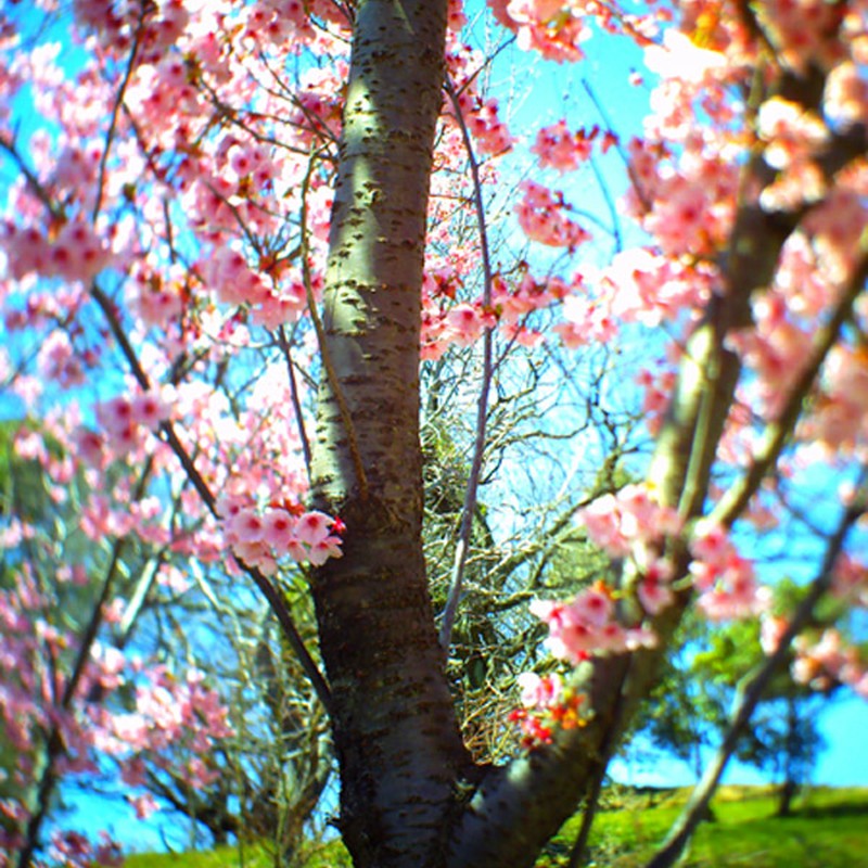 桜－爛漫