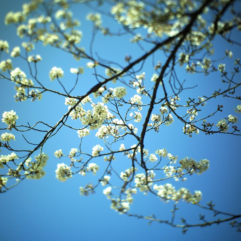桜－白花
