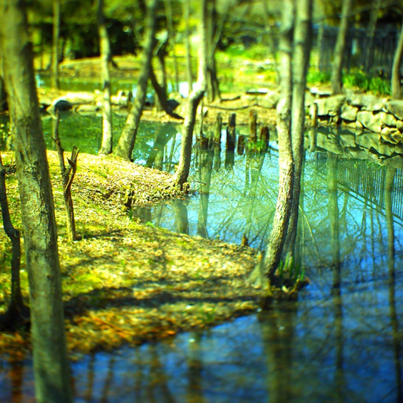 木立の池