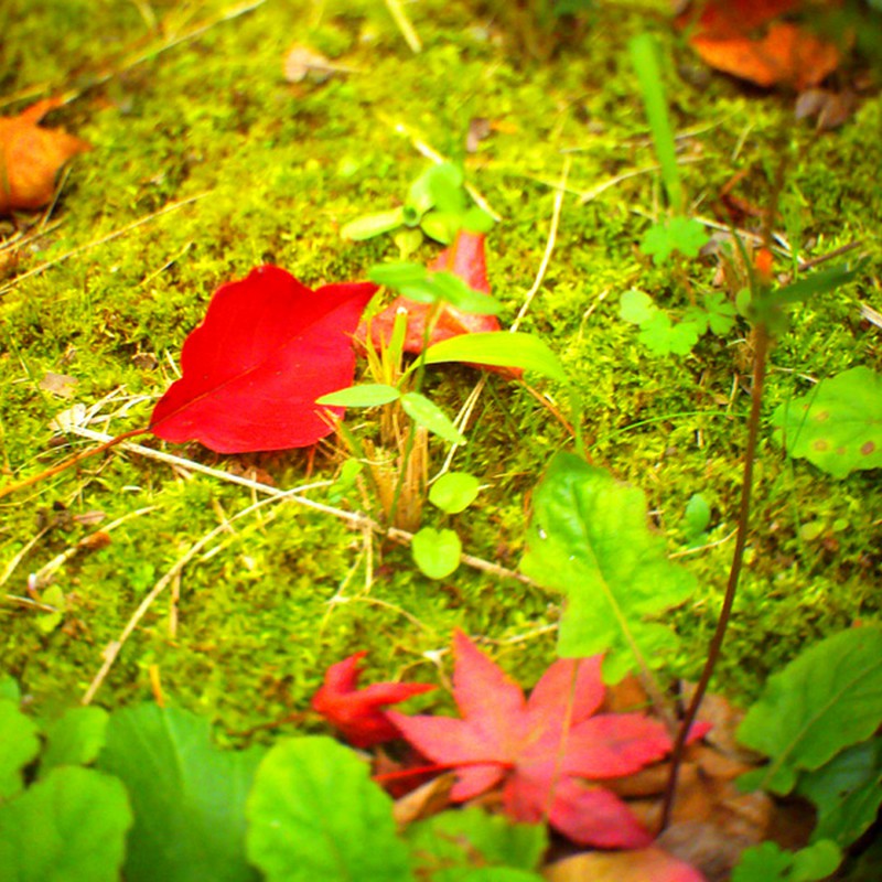 紅落葉
