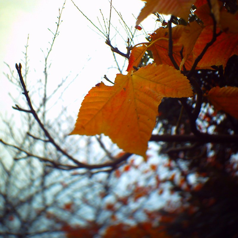 ひと葉の秋