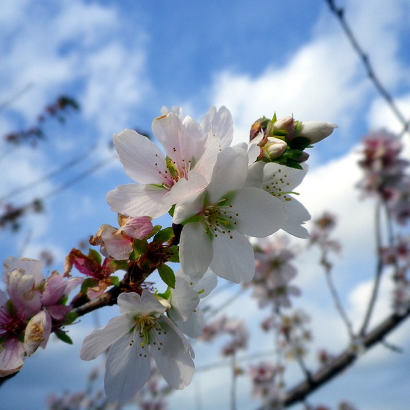 夢見桜