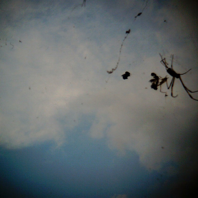 雲クモ蜘蛛