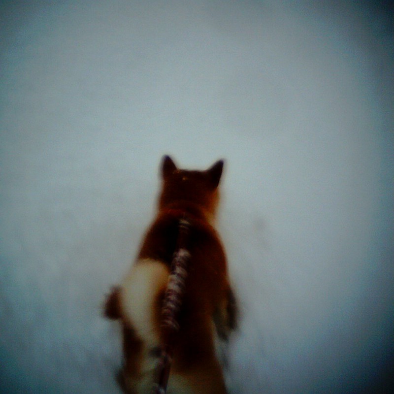 雪漕ぐ犬