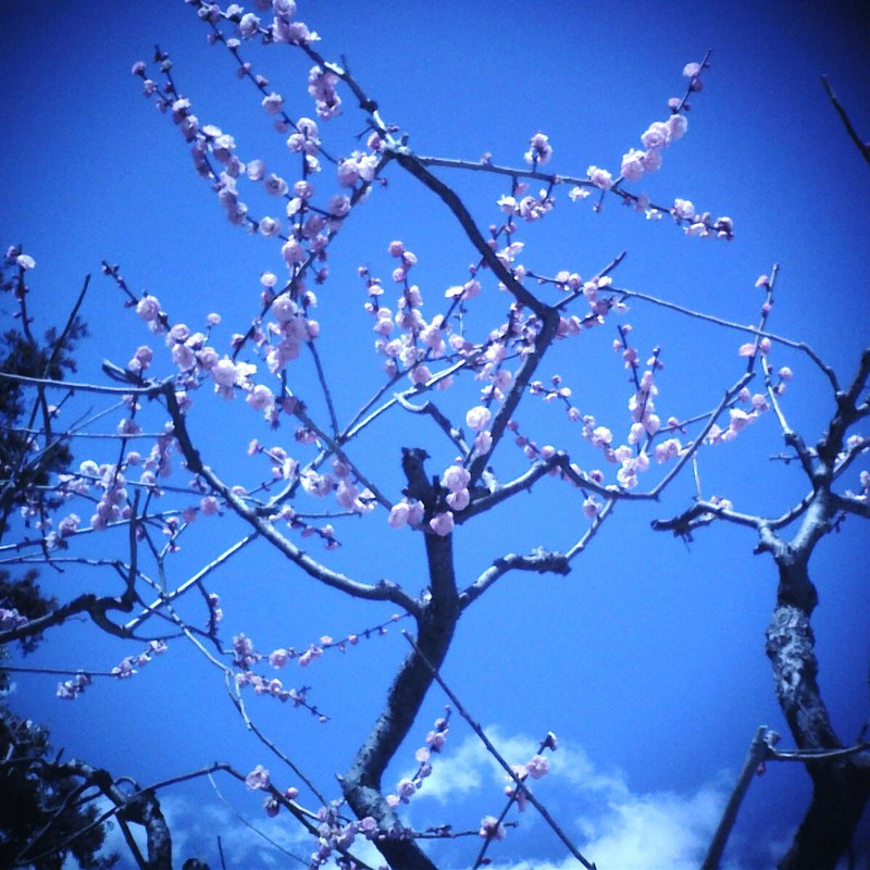 梅と空