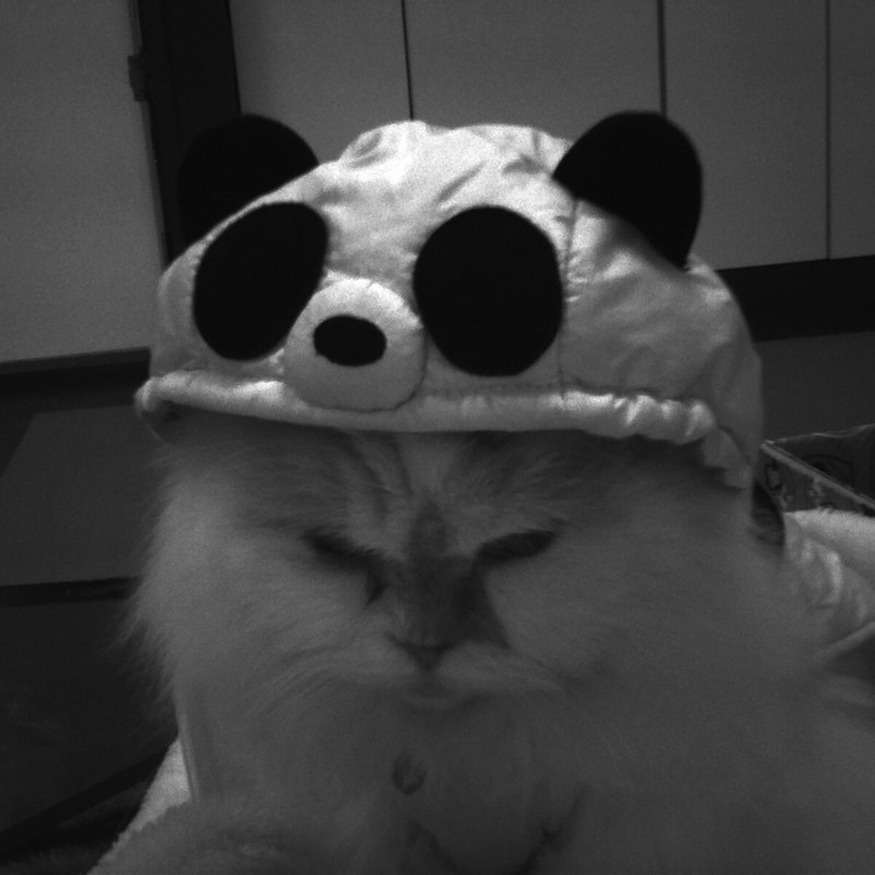 パンダ猫
