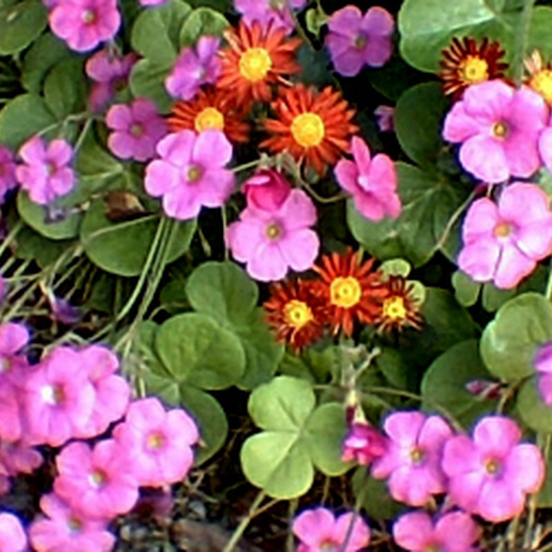 菊花かくれんぼ