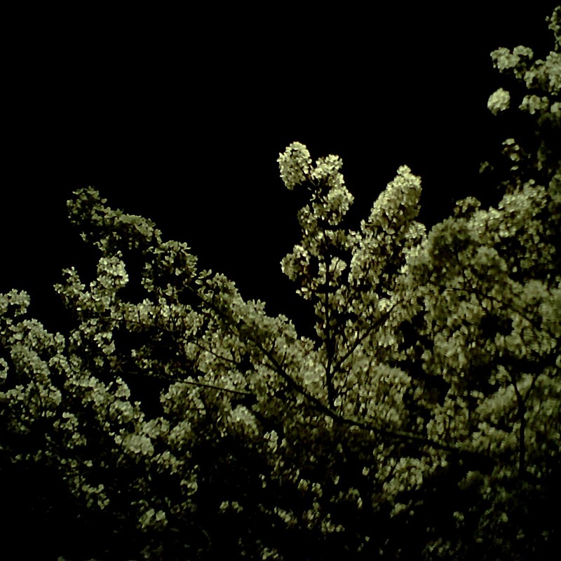 夜桜、迫る