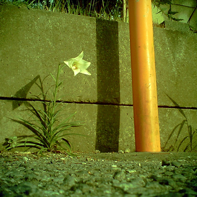 『ねぇ、アナタ、そこからは何が見えるの?』