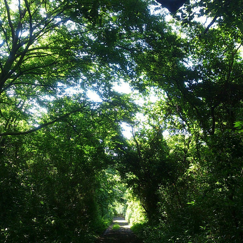 行きたい山道(山倉)