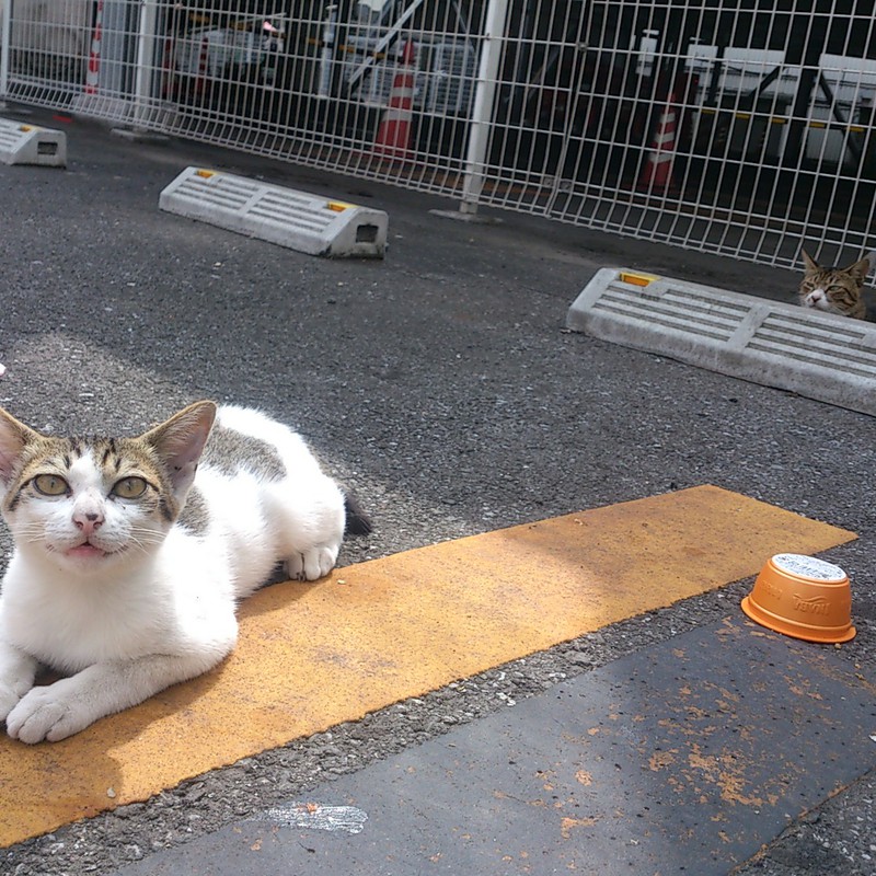 そこで会った、美猫親子
