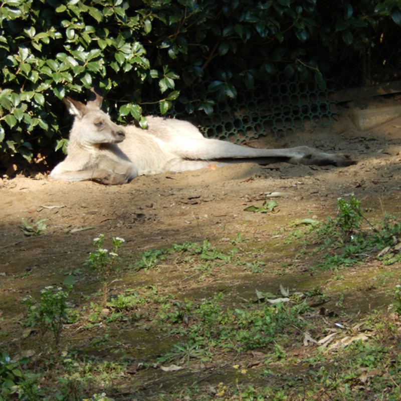 おとうさん、くつろぎ中。