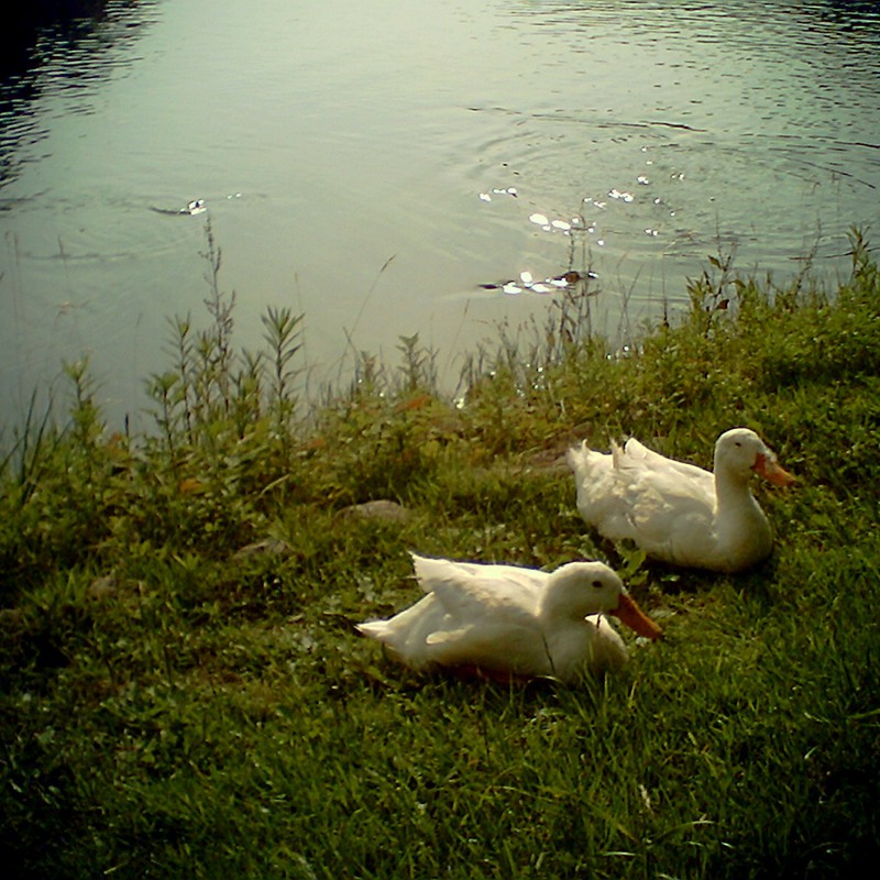 アヒルのいた午後